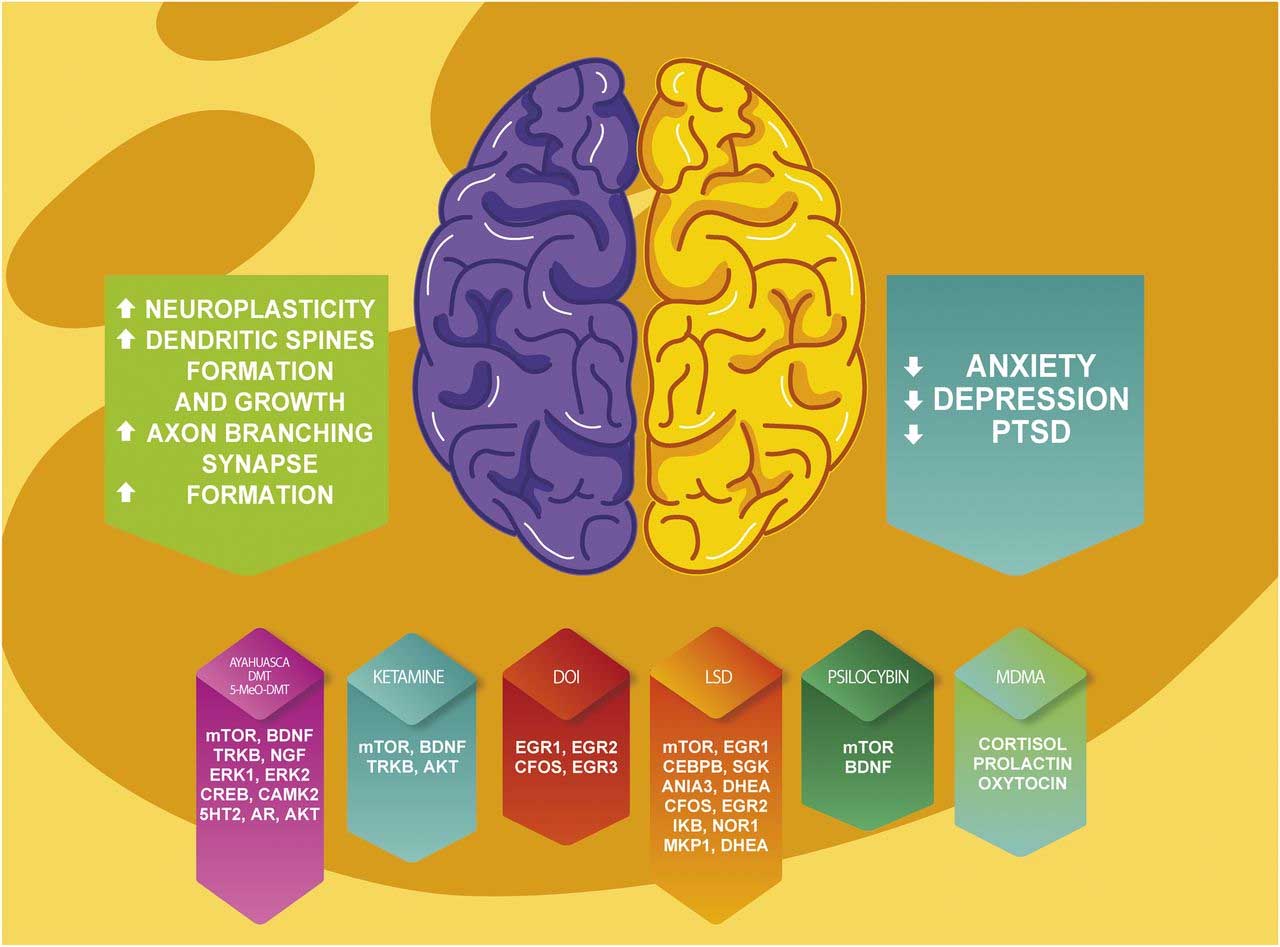The Effects Of Psychedelics On The Brain 1UpMaps